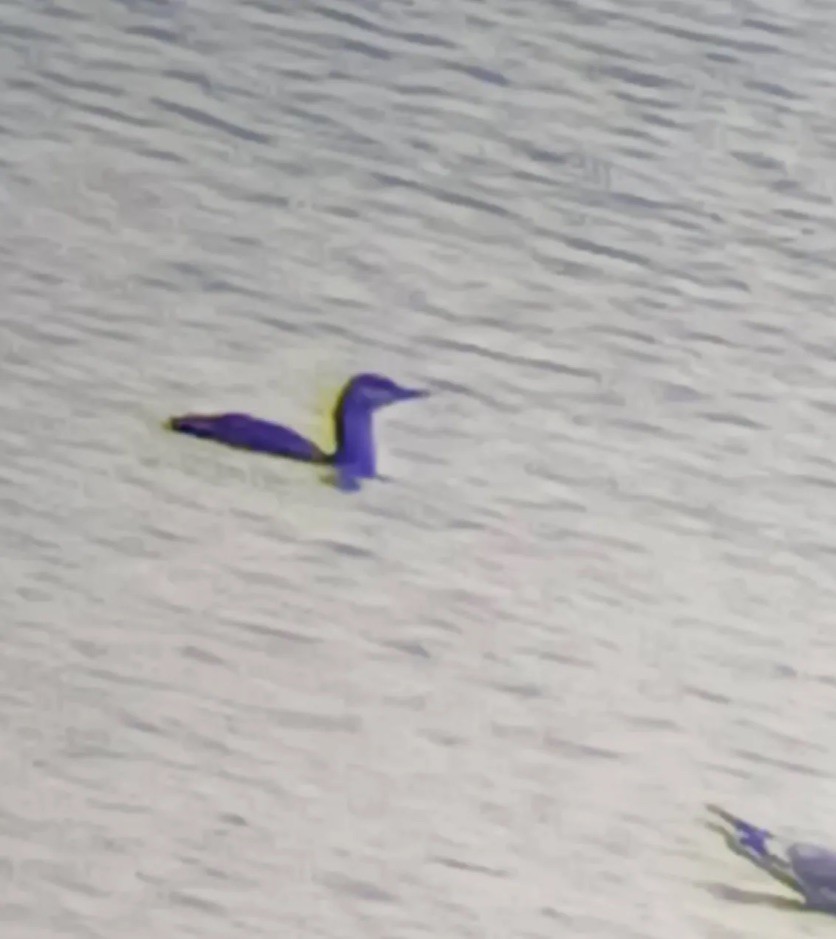 Red-throated Loon - ML643968688