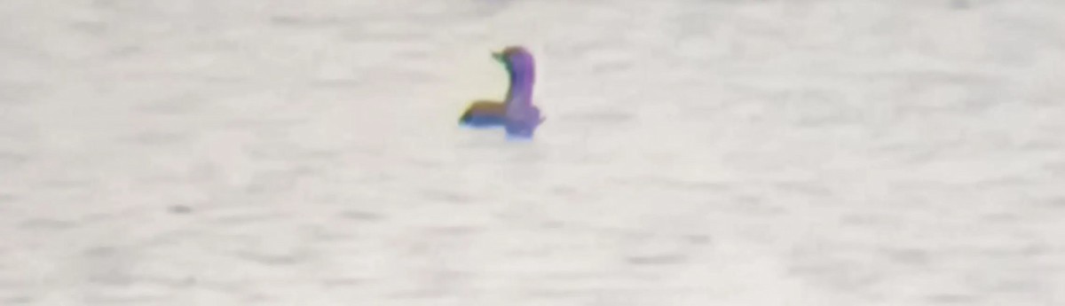 Red-throated Loon - ML643968690