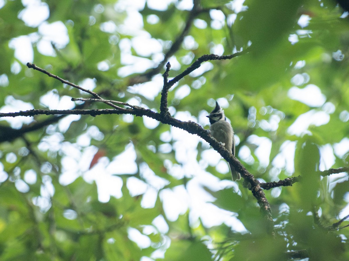 Bridled Titmouse - ML643968697