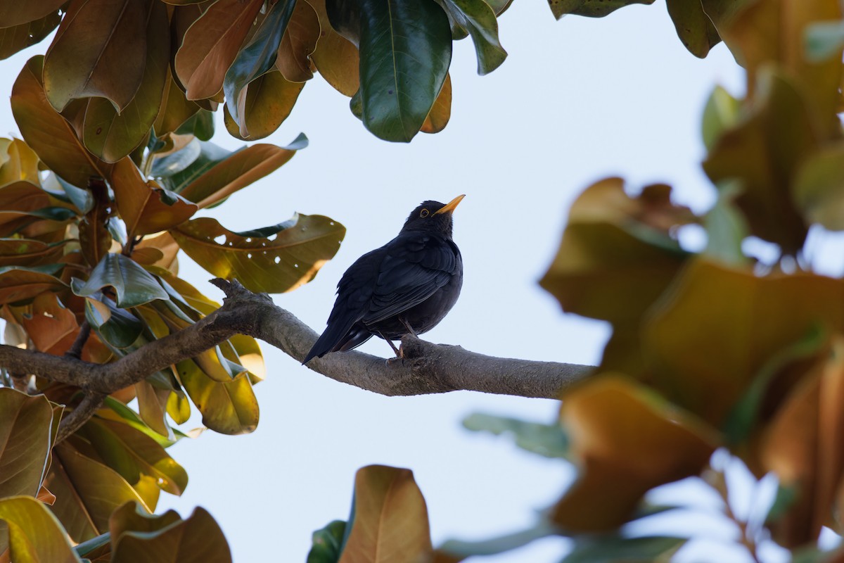 mandarintrost - ML643968699