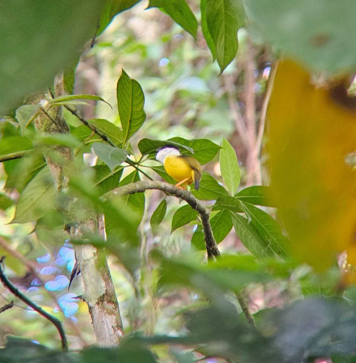 White-collared Manakin - ML643968700