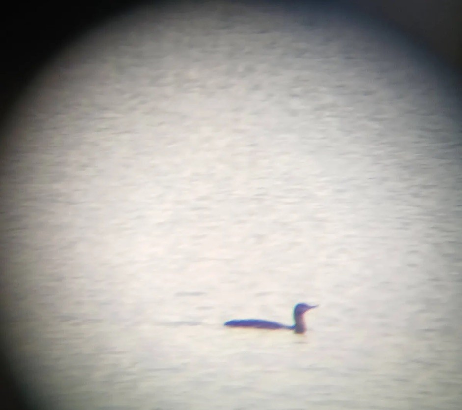 Red-throated Loon - ML643968703