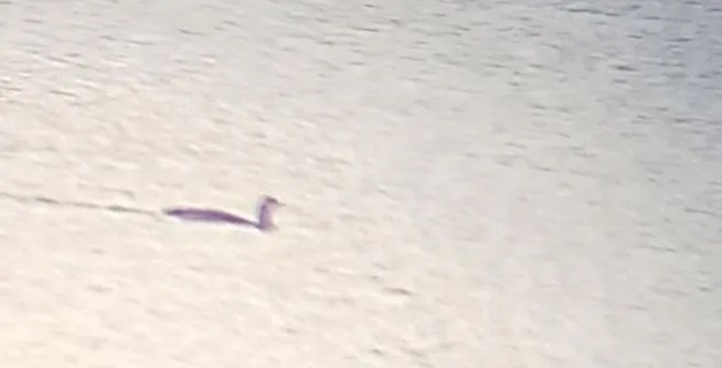 Red-throated Loon - ML643968719