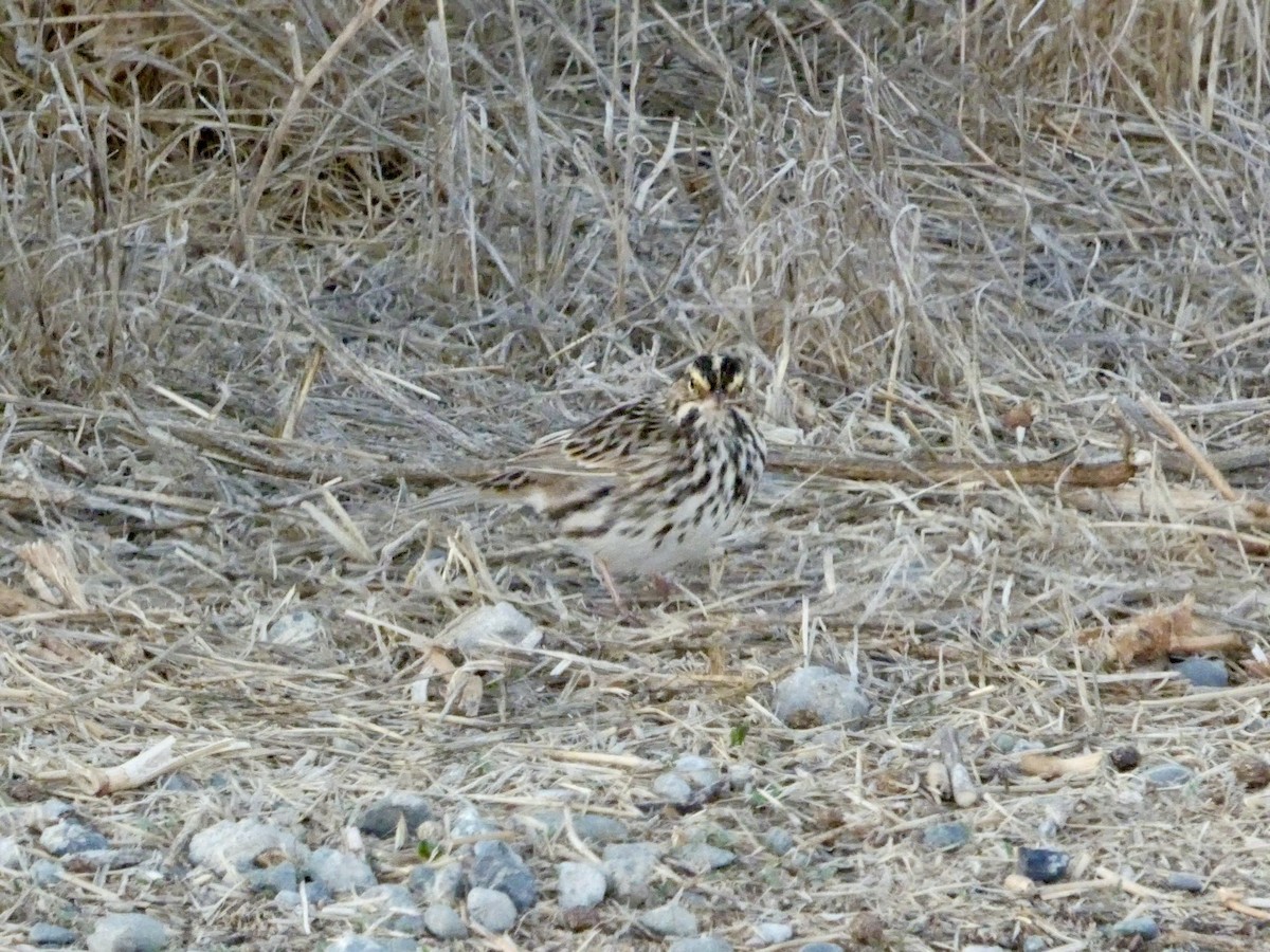 Chingolo Sabanero - ML643968731