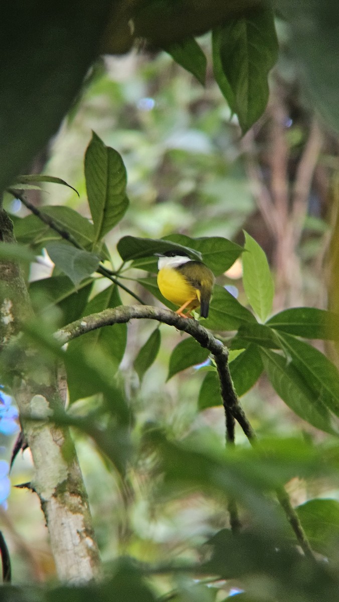 White-collared Manakin - ML643968734