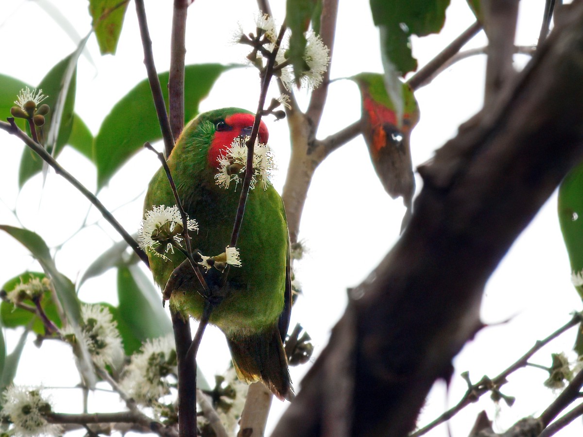 rødmaskelori - ML643968752