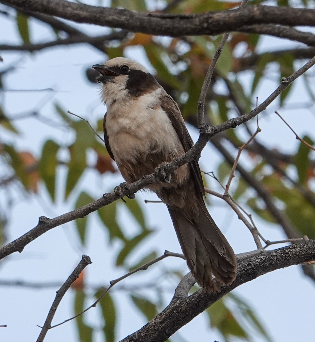 White-crowned Shrike - ML643968755
