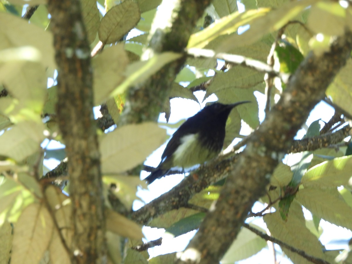 Kara Gerdanlı Nektarkuşu - ML643968769