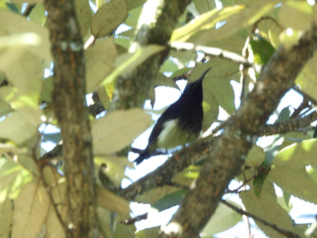 Kara Gerdanlı Nektarkuşu - ML643968772