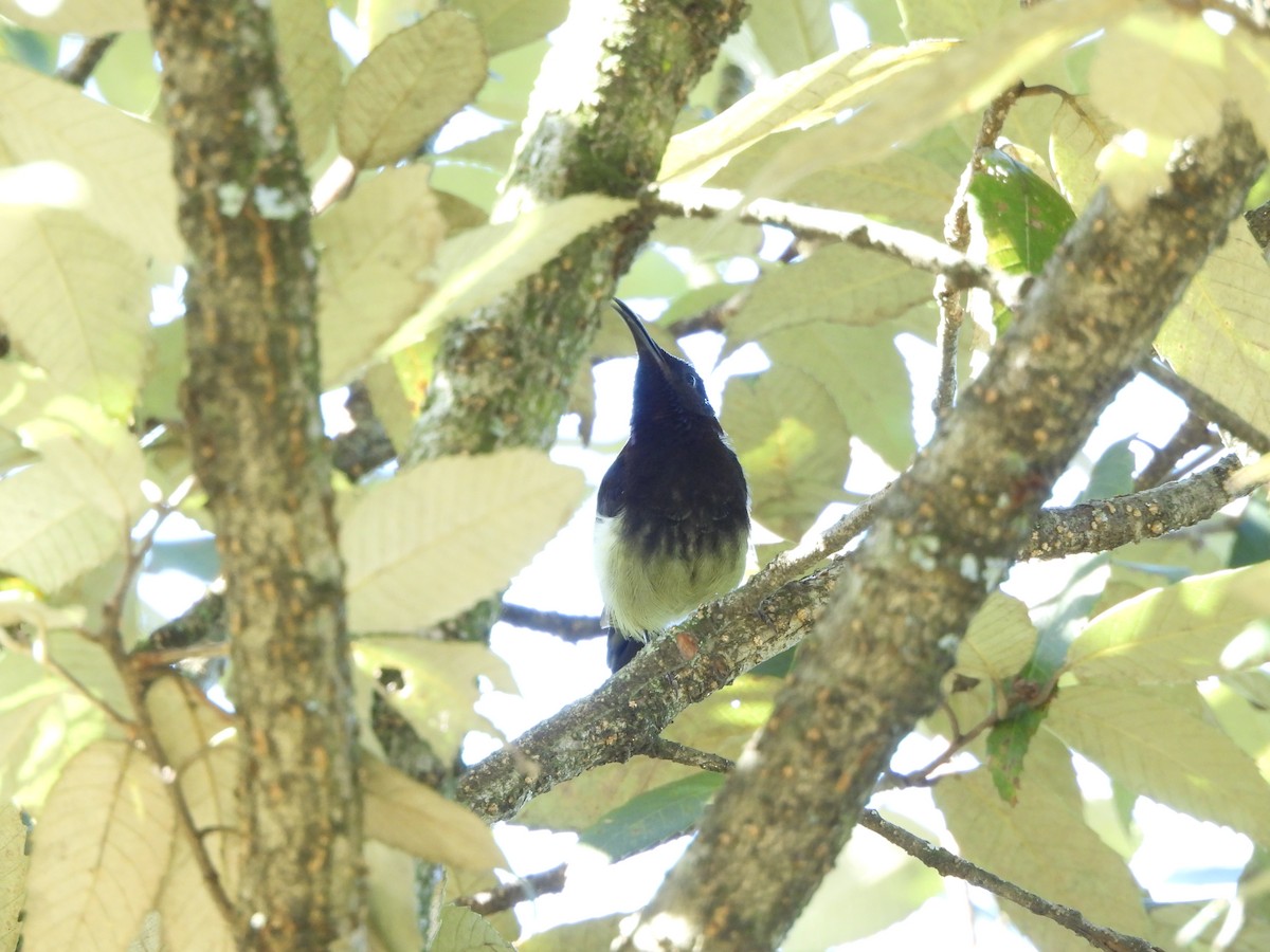 Kara Gerdanlı Nektarkuşu - ML643968773