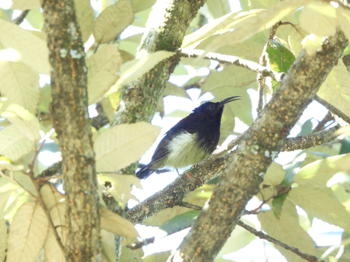 Kara Gerdanlı Nektarkuşu - ML643968774