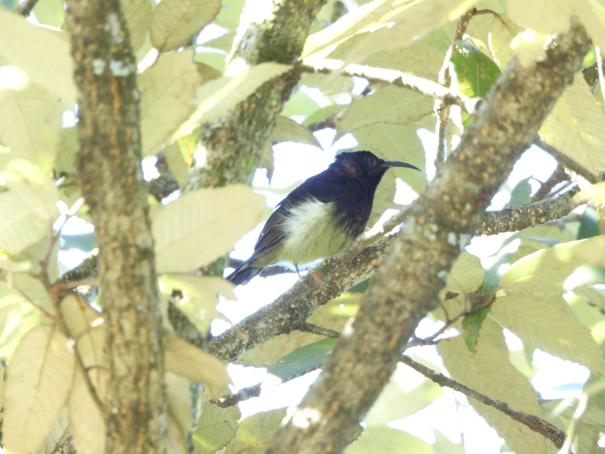 Kara Gerdanlı Nektarkuşu - ML643968775