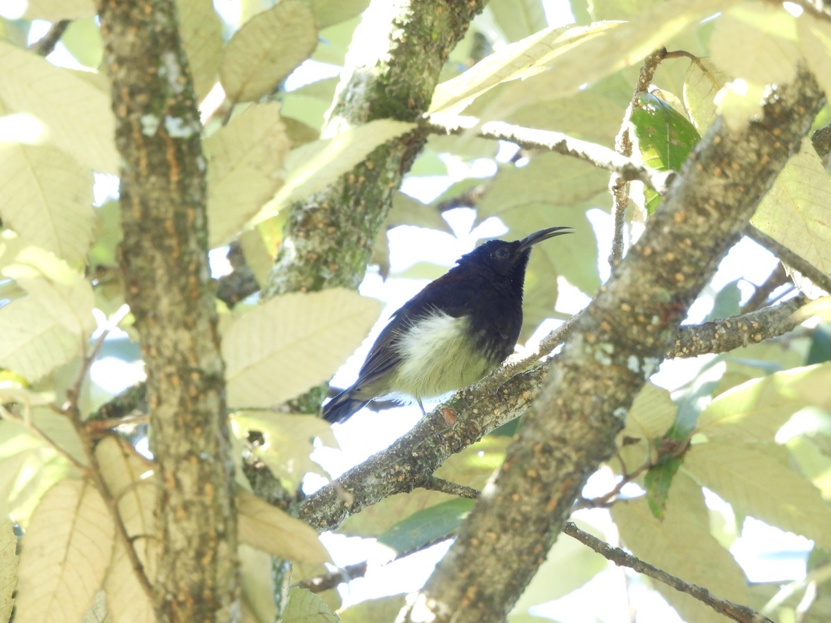 Kara Gerdanlı Nektarkuşu - ML643968776