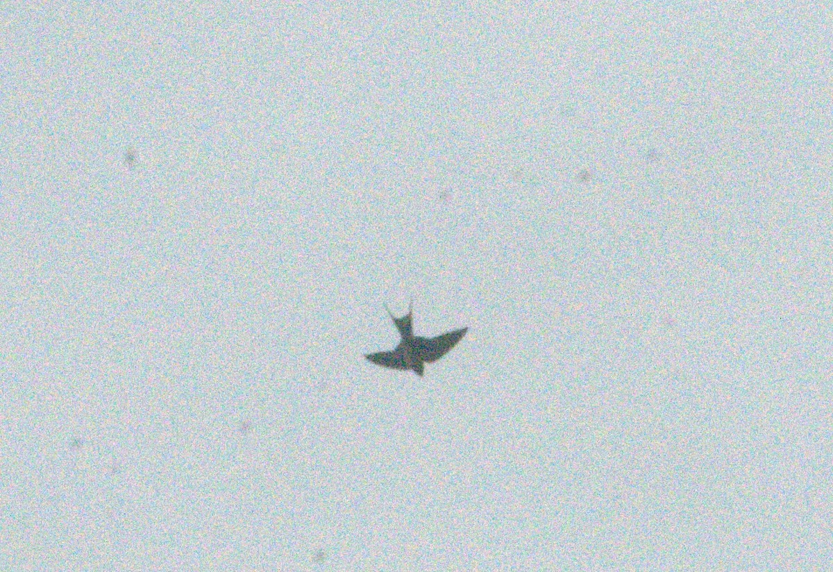 Barn Swallow - ML643968789