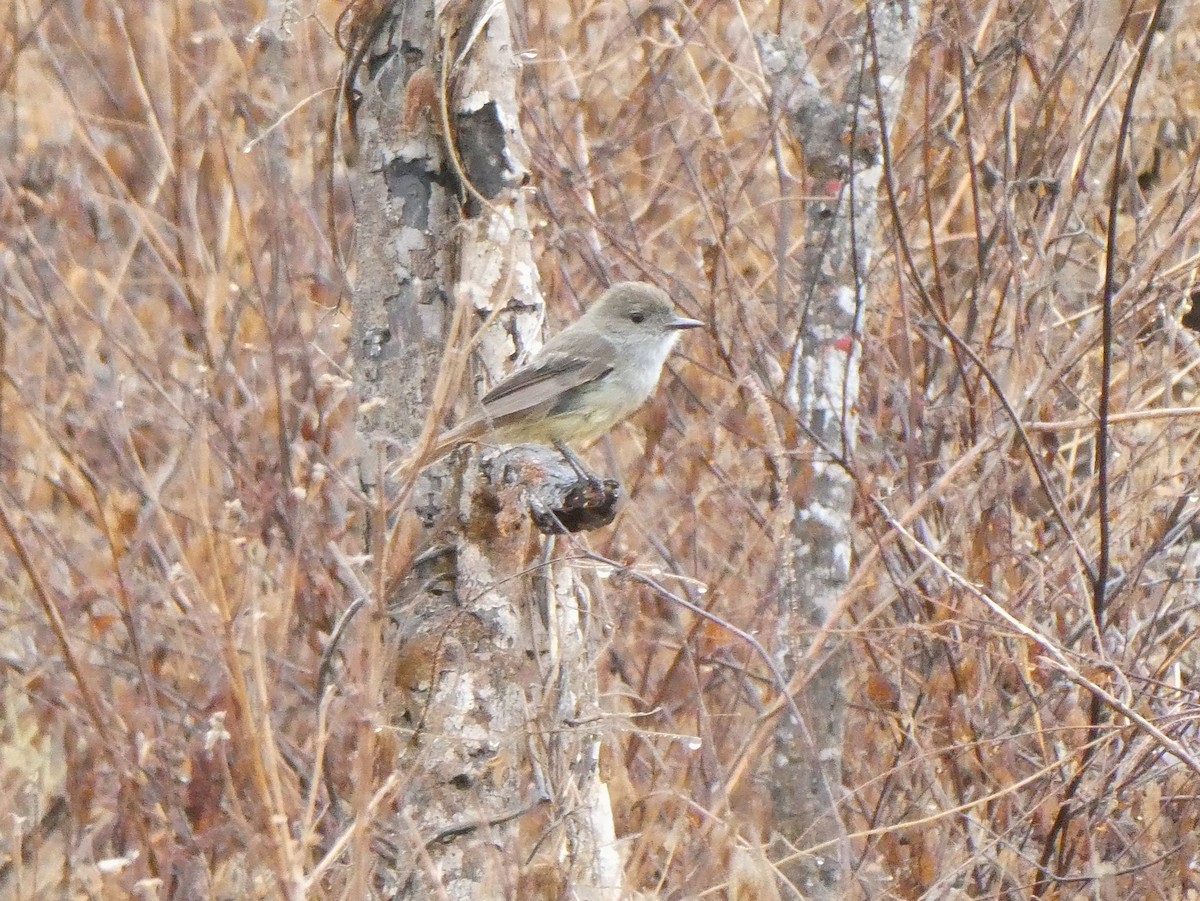 Galapagos Flycatcher - ML643968792