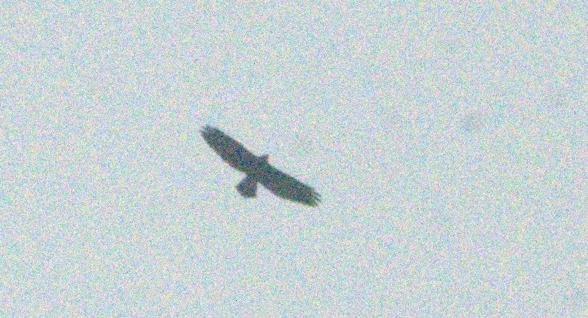 Hook-billed Kite - ML643968798