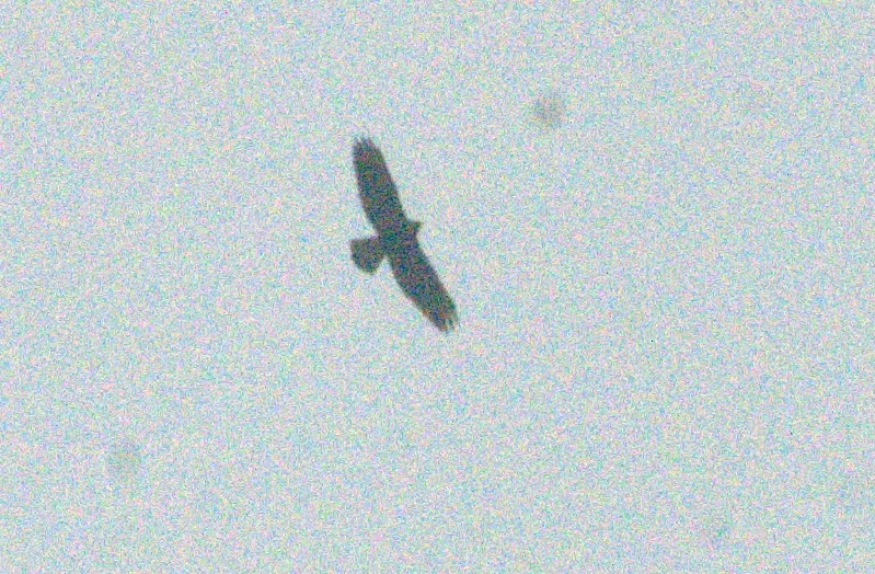 Hook-billed Kite - ML643968799