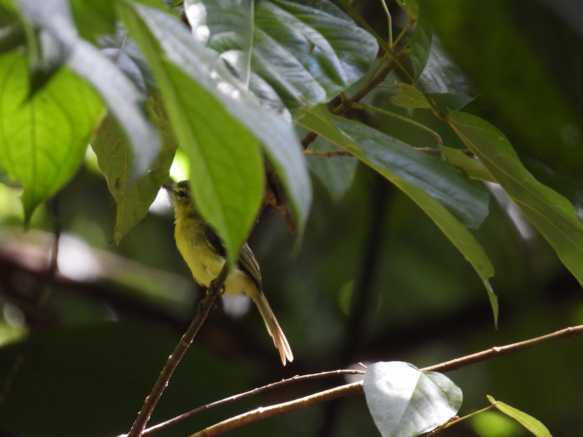 Yellow Tyrannulet - ML643968800