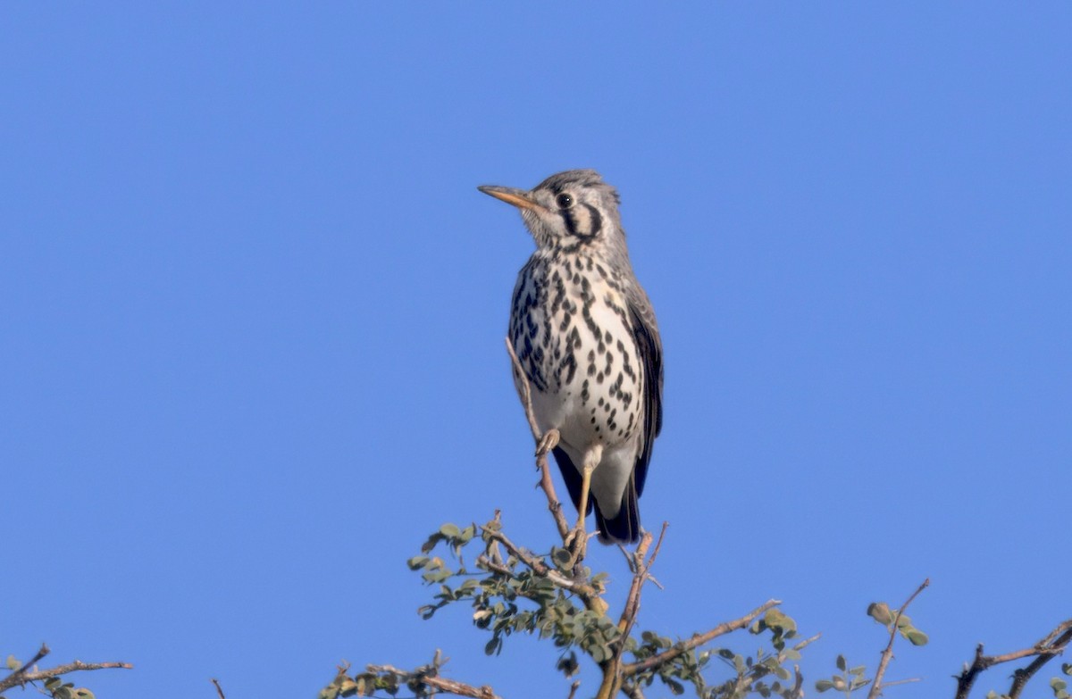 Groundscraper Thrush - ML643968802