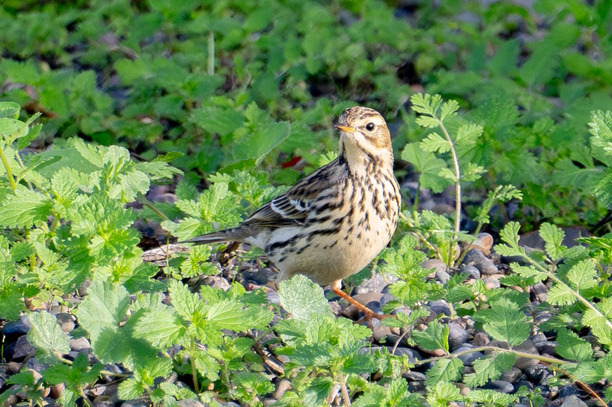 Red-throated Pipit - ML643968804