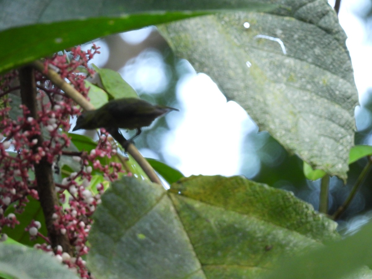 Lesser Greenlet - ML643968813