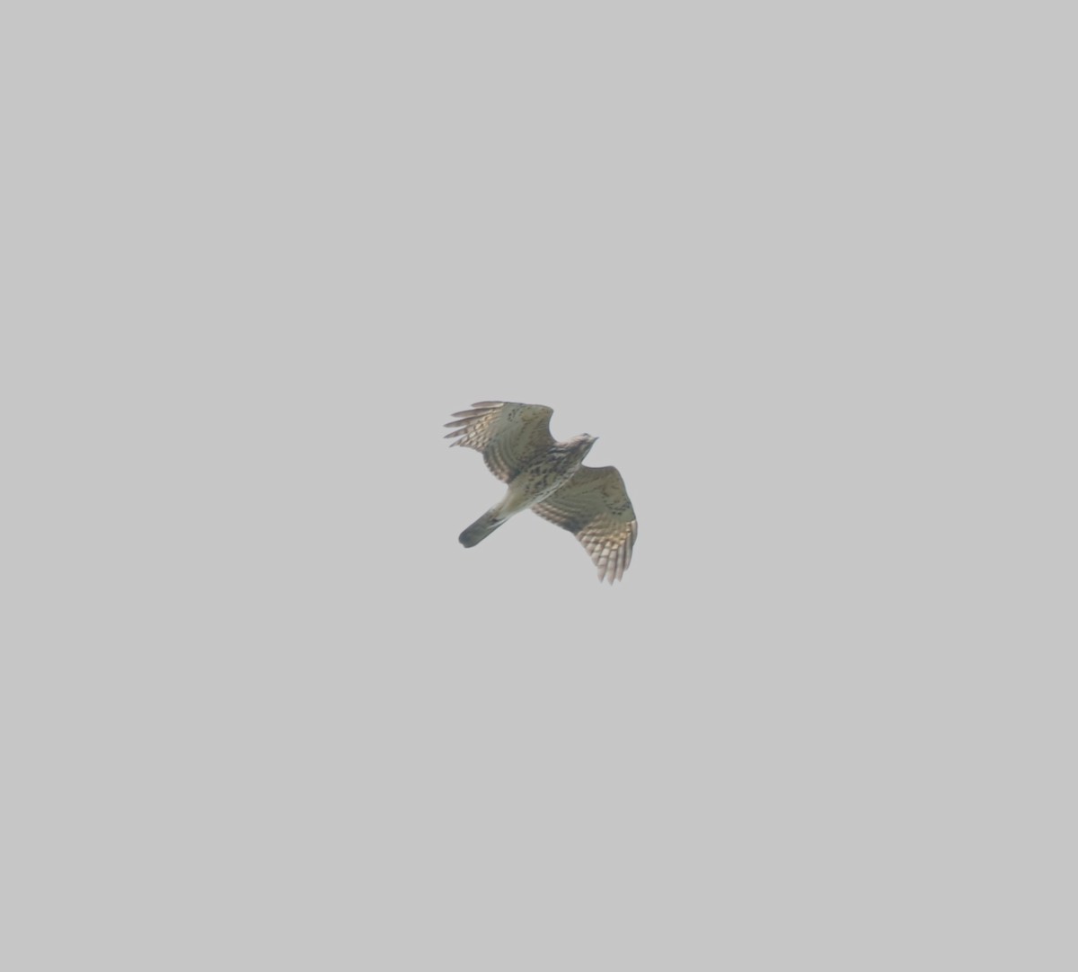 Broad-winged Hawk - ML643968816