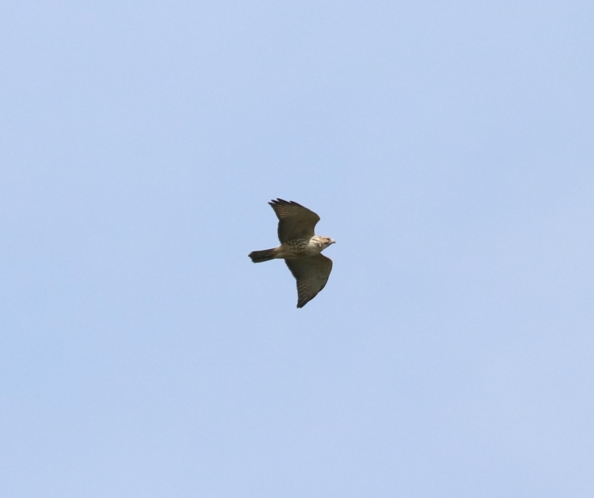 Broad-winged Hawk - ML643968817