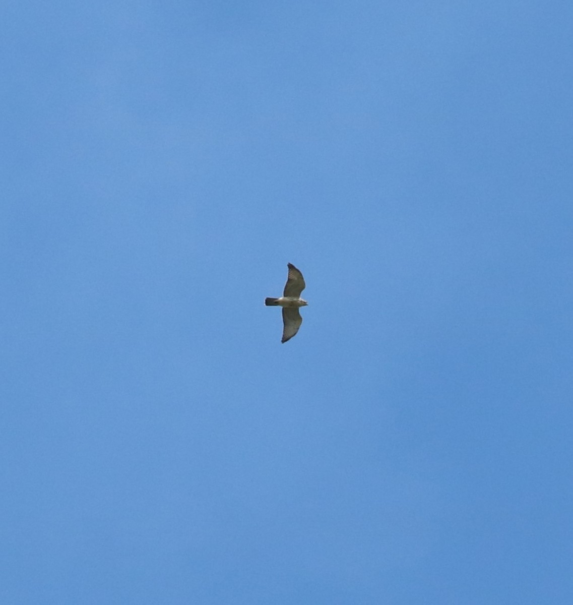 Broad-winged Hawk - ML643968818