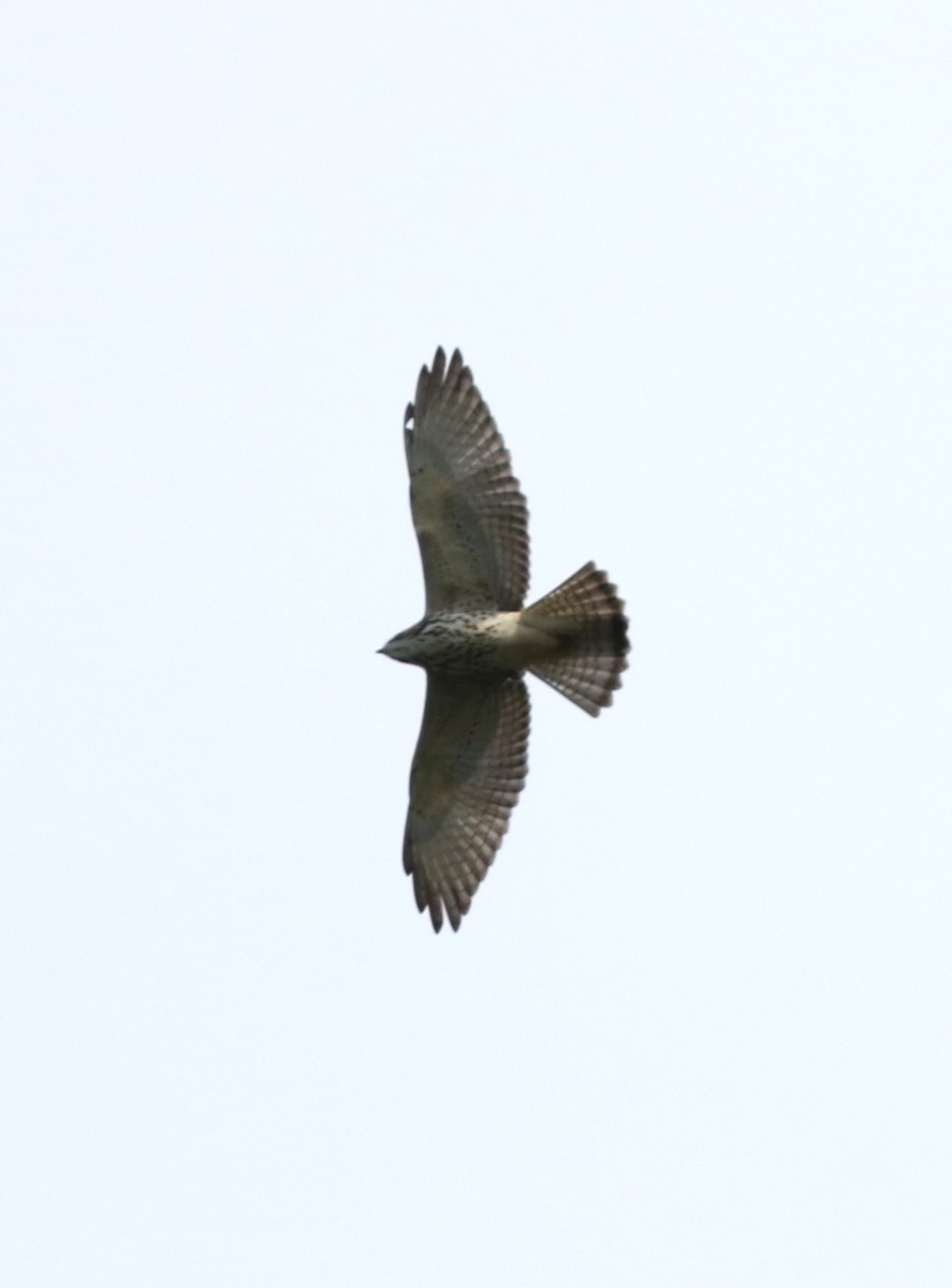 Broad-winged Hawk - ML643968819