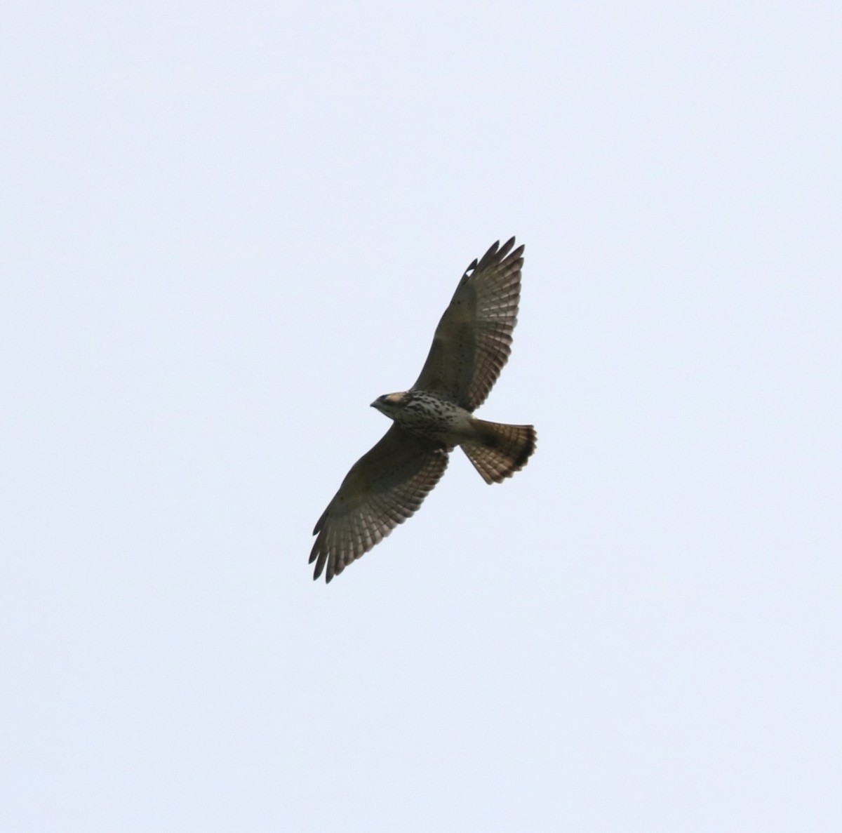 Broad-winged Hawk - ML643968820