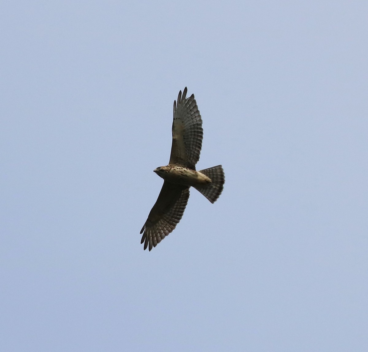 Broad-winged Hawk - ML643968821