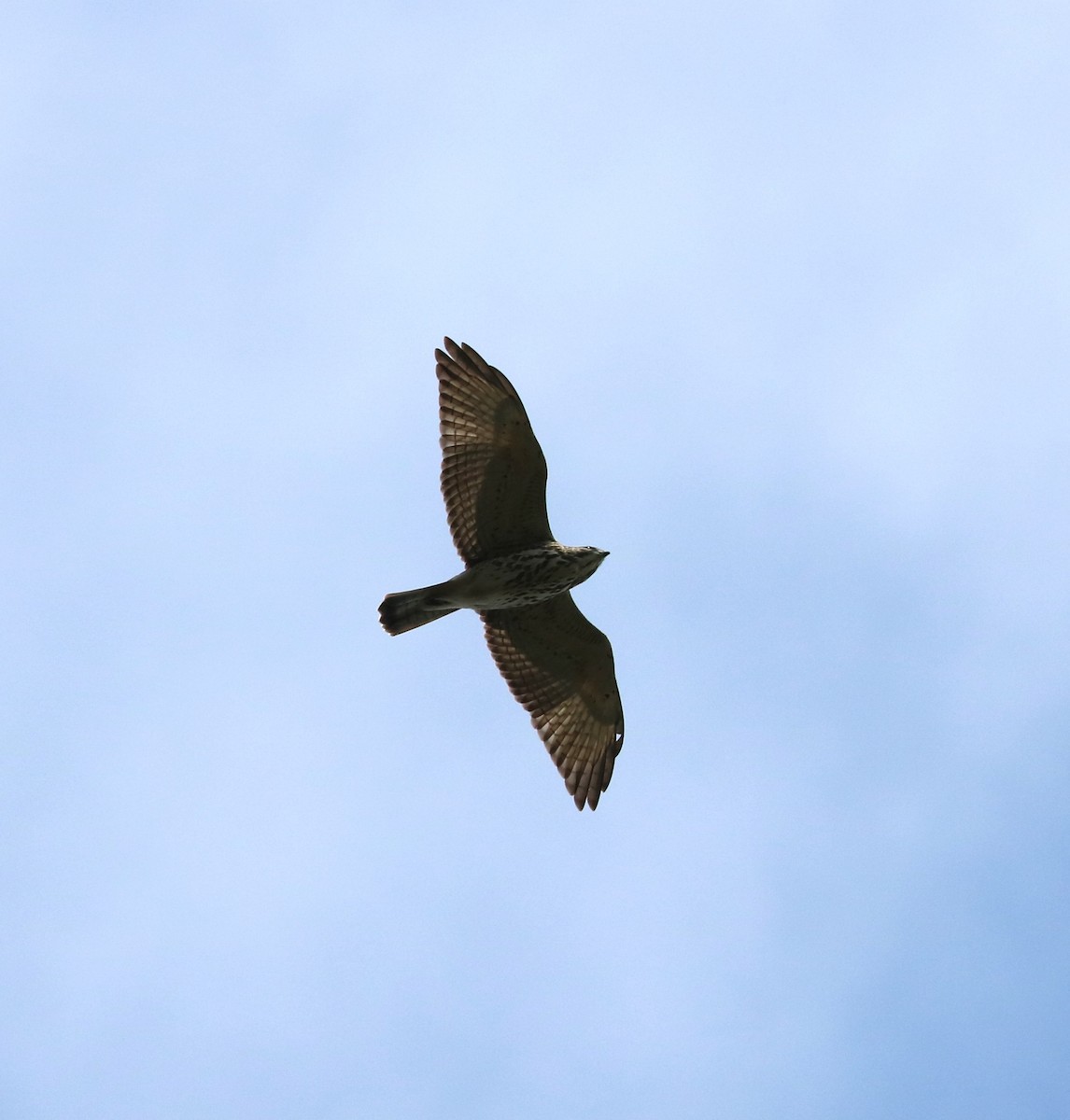 Broad-winged Hawk - ML643968822
