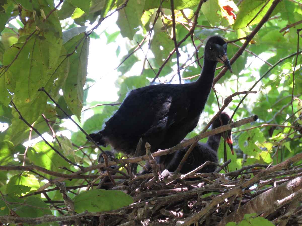 rødmaskeibis - ML643968824