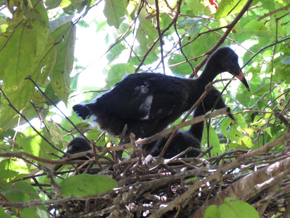 rødmaskeibis - ML643968825
