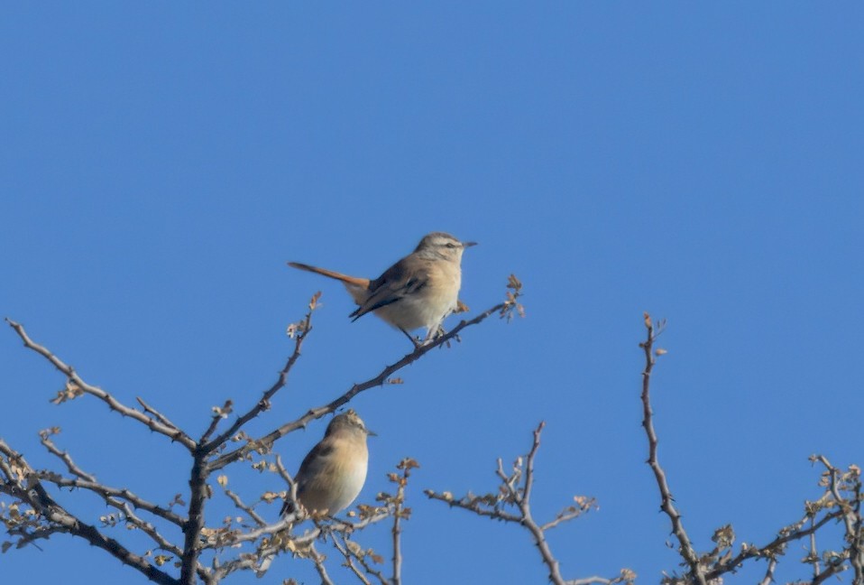 Kalahari Scrub-Robin - ML643968844