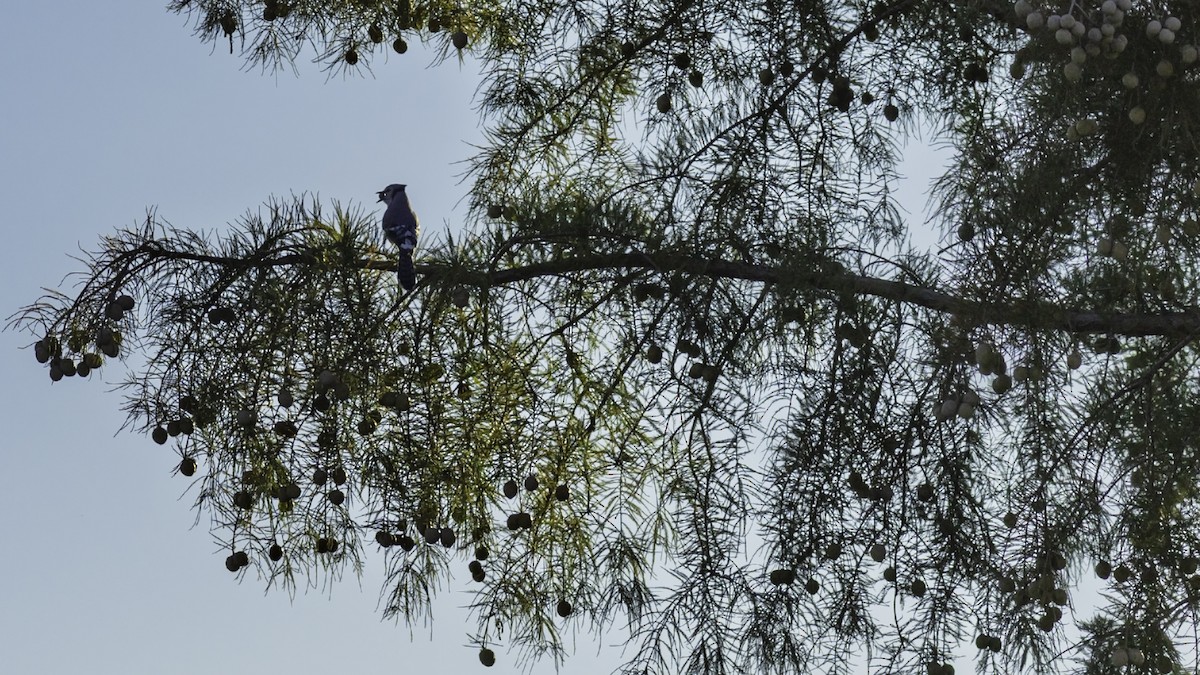 Blue Jay - ML643968884