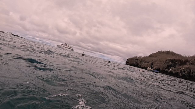 Galápagos Sea Lion - ML643968888