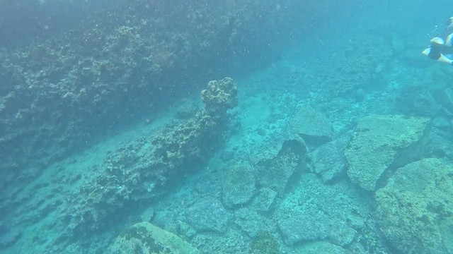 Galápagos Sea Lion - ML643968894