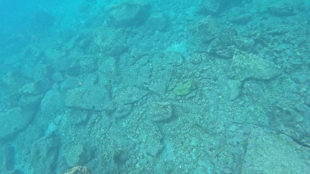 Galápagos Sea Lion - ML643968906