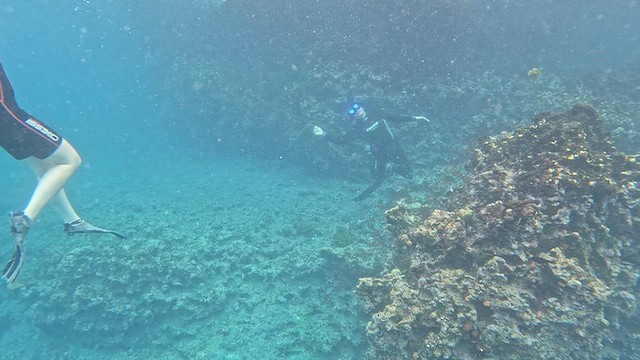 Galápagos Sea Lion - ML643968909