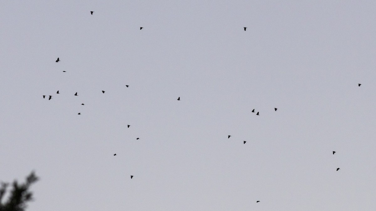 Fish Crow - ML643968910