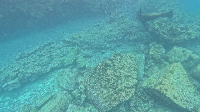 Galápagos Sea Lion - ML643968911