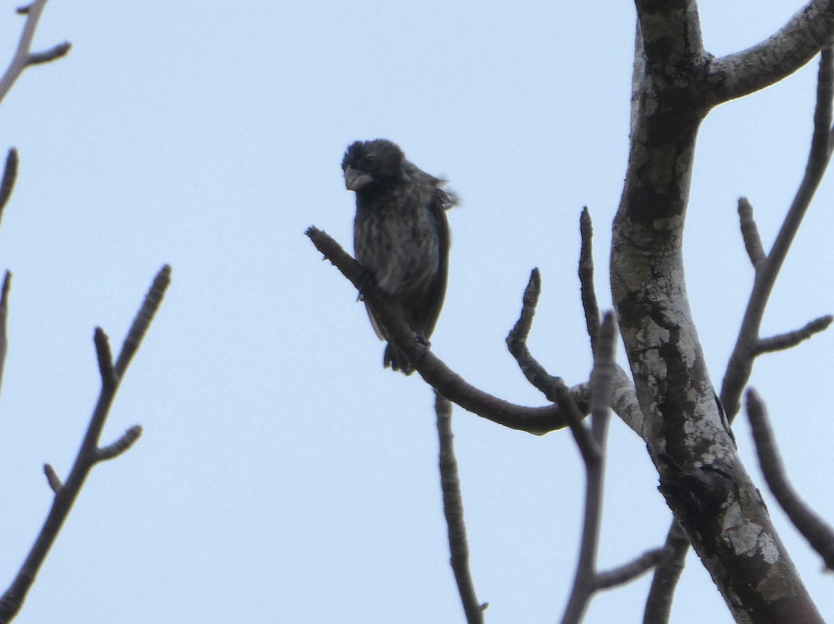 Large Ground-Finch - ML643968960