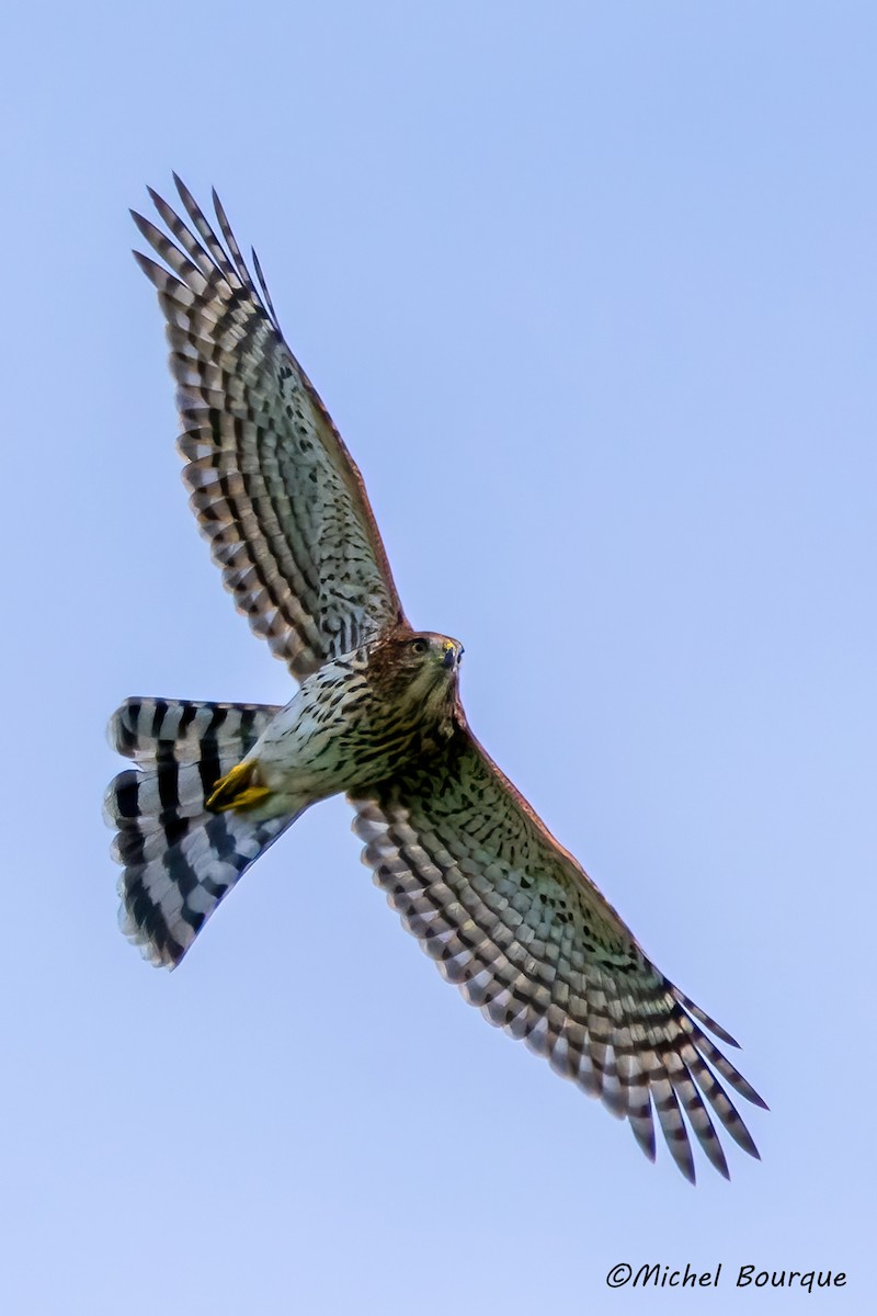 Sharp-shinned Hawk - ML643968972
