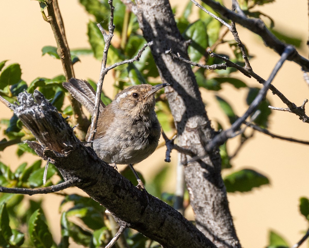 Bewick's Wren - ML643968992