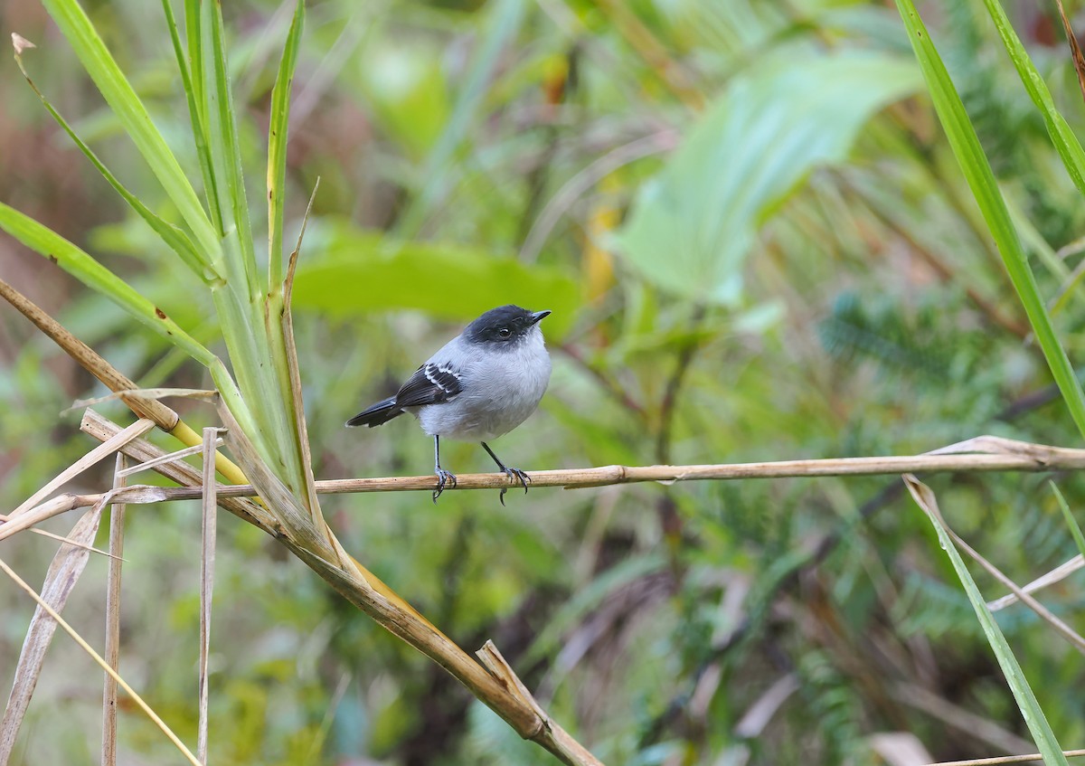 Torrent Tyrannulet - ML643968996