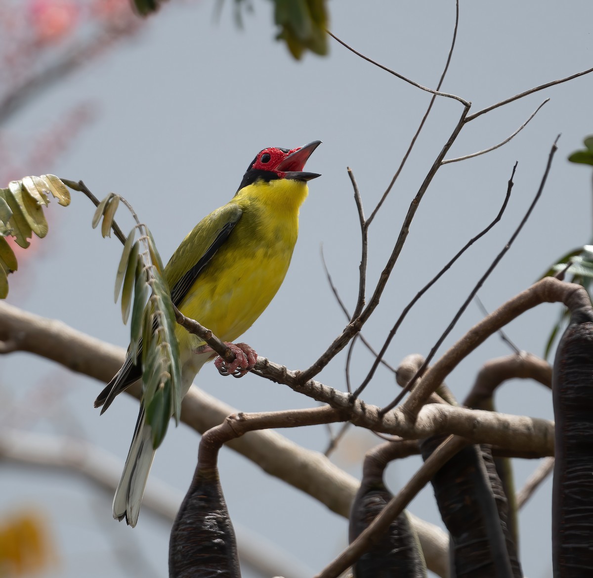 Australasian Figbird - ML643969048