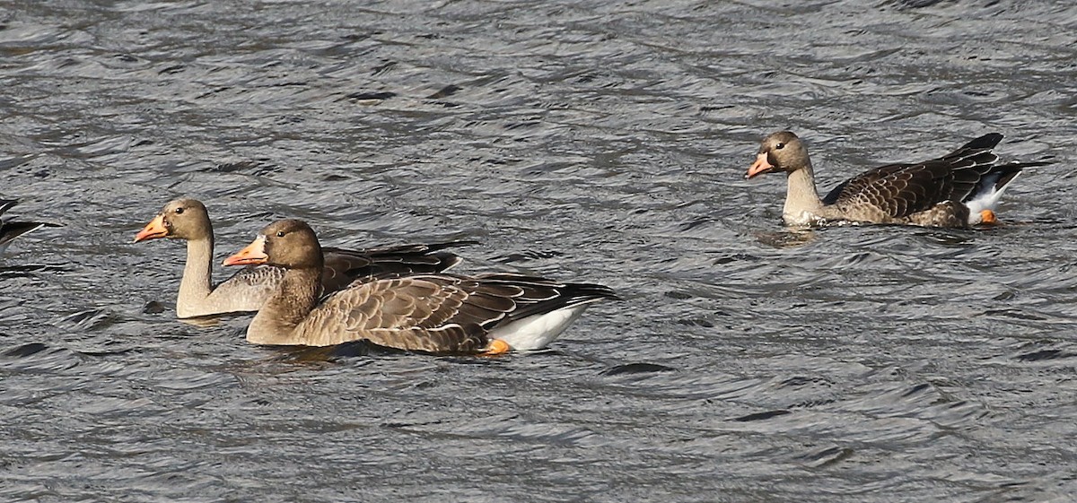 Greater White-fronted Goose (Tule) - ML643969049