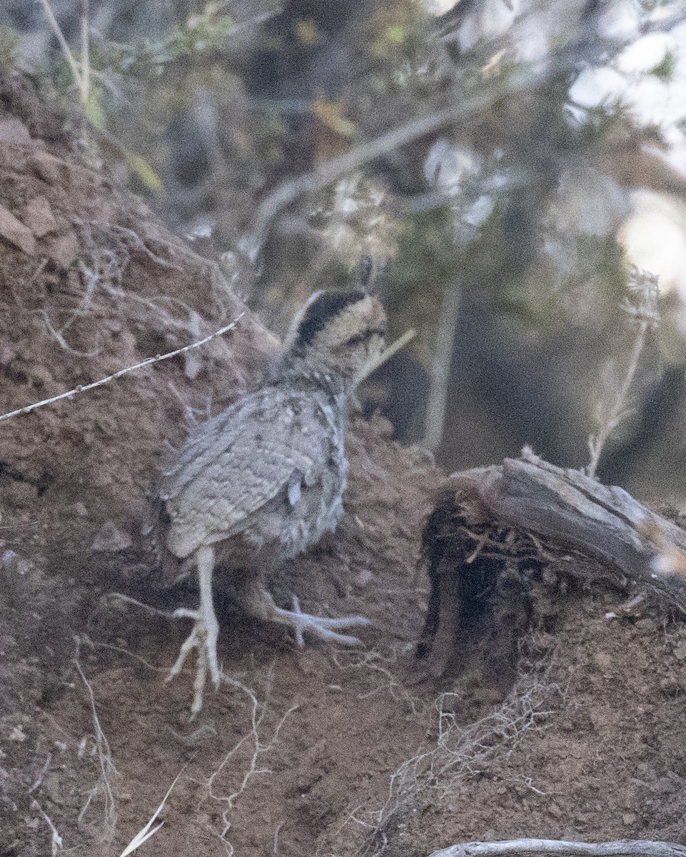 Mountain Quail - ML643969056