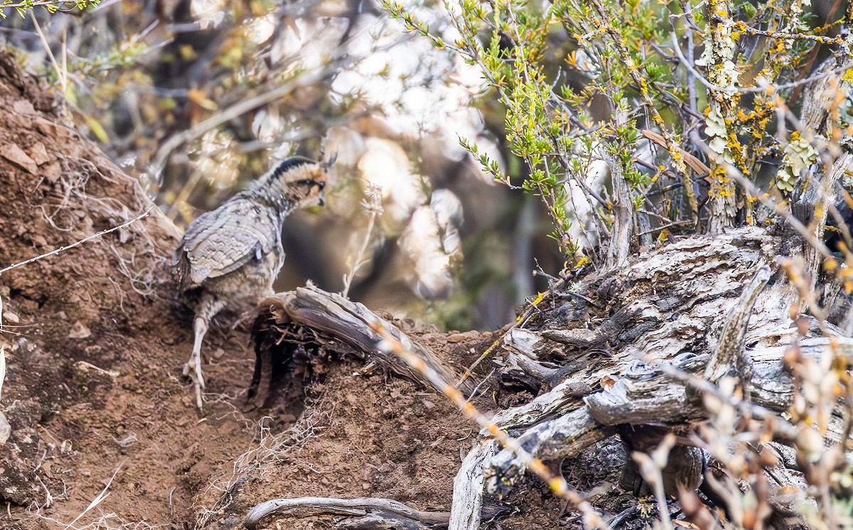 Mountain Quail - ML643969057